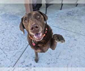 Labrador Retriever Dogs for adoption in Clovis, CA, USA