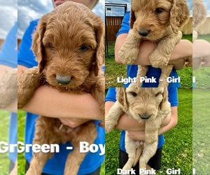Goldendoodle Puppy for Sale in MONTROSE, Colorado USA
