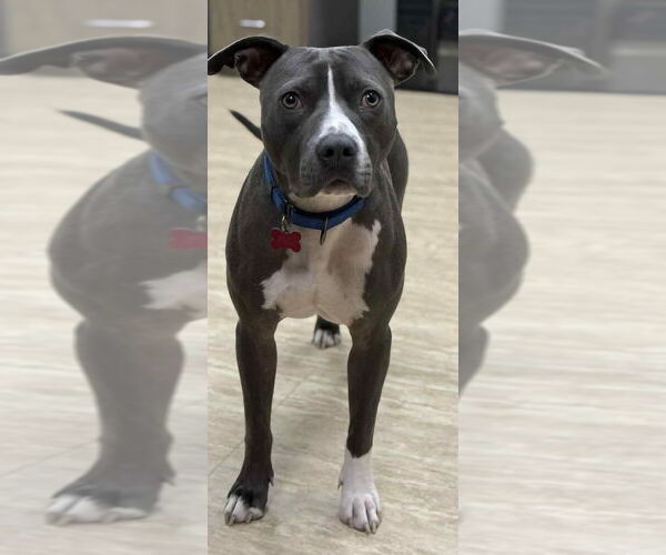 Medium Photo #4 Mutt Puppy For Sale in Boston, MA, USA