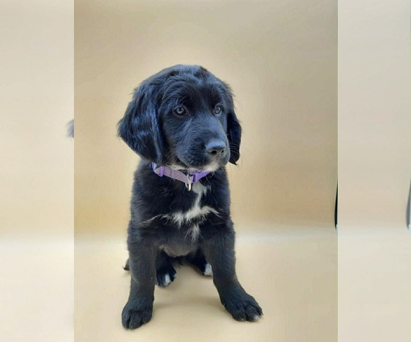 Medium Photo #1 Colonial Cocker Spaniel-Unknown Mix Puppy For Sale in Fenton, MO, USA