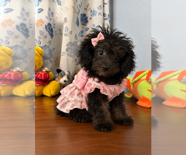 Medium Photo #18 Yorkipoo Puppy For Sale in DURHAM, CT, USA