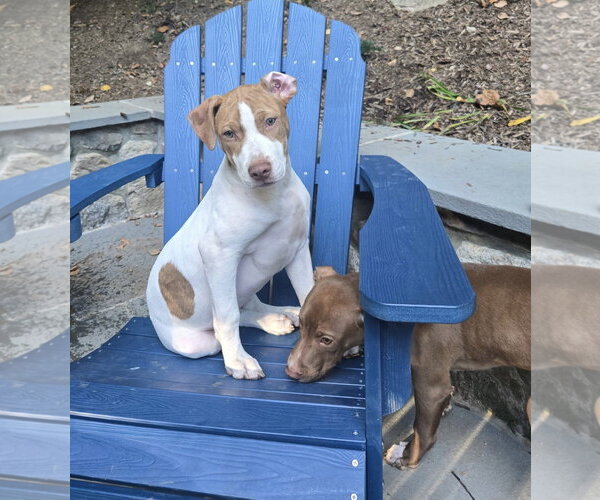 Medium Photo #1 Boxer Puppy For Sale in Southbury, CT, USA
