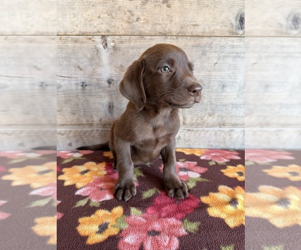 Medium Photo #16 Labrador Retriever Puppy For Sale in VERMONTVILLE, MI, USA