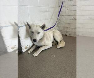 Siberian Husky Dogs for adoption in San Bernardino, CA, USA