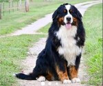 Small Photo #1 Bernese Mountain Dog Puppy For Sale in SAINT MARIES, ID, USA