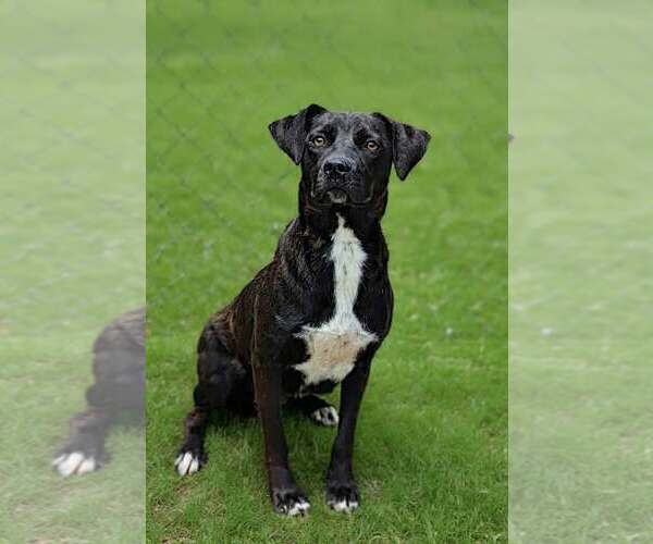 Medium Photo #3 Border Collie-Feist Terrier Mix Puppy For Sale in Talladega, AL, USA