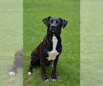 Small #2 Border Collie-Feist Terrier Mix