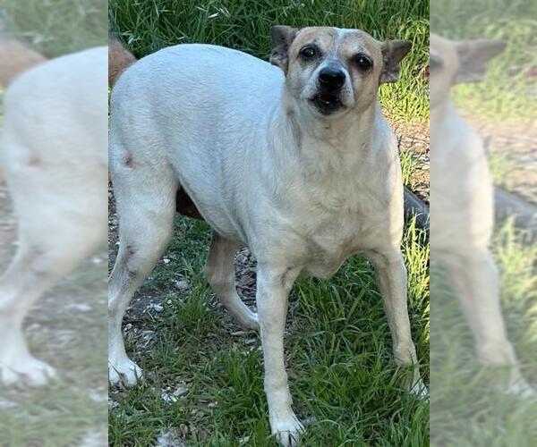 Medium Photo #1 Mutt Puppy For Sale in San Antonio, TX, USA