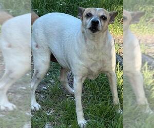 Mutt Dogs for adoption in San Antonio, TX, USA