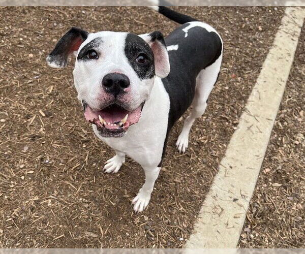 Medium Photo #1 American Pit Bull Terrier-Unknown Mix Puppy For Sale in Plano, TX, USA