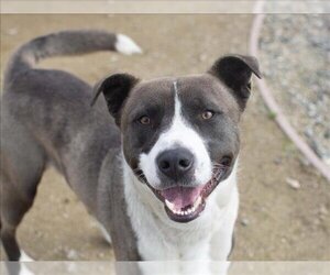American Pit Bull Terrier-Unknown Mix Dogs for adoption in Martinez, CA, USA