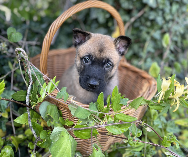 Medium Photo #3 Belgian Malinois Puppy For Sale in S CHARLESTON, WV, USA
