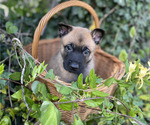 Small #2 Belgian Malinois