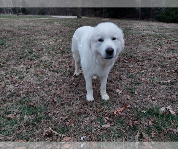 Medium Photo #12 Great Pyrenees Puppy For Sale in BEE SPRING, KY, USA