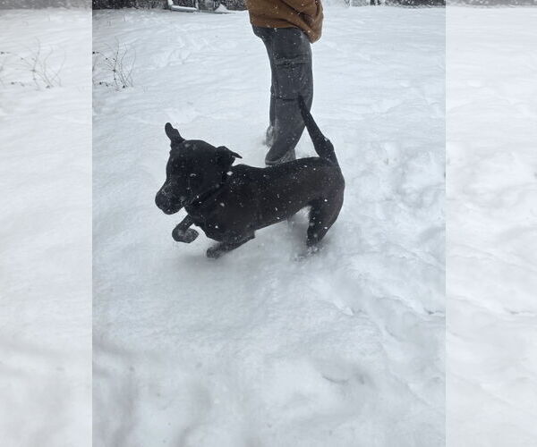 Medium Photo #3 Labrador Retriever-Unknown Mix Puppy For Sale in Thomasville, NC, USA
