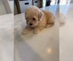 Small Photo #8 Poodle (Toy) Puppy For Sale in SPERRY, OK, USA