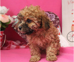 Small #41 Poodle (Toy)