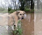 Small #7 Great Pyrenees Mix