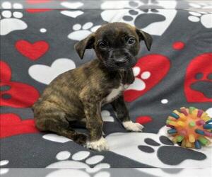 Labrador Retriever-Unknown Mix Dogs for adoption in Grovetown, GA, USA