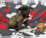 Small Labrador Retriever Mix