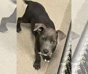 Labrador Retriever-Unknown Mix Dogs for adoption in Sterling, MA, USA