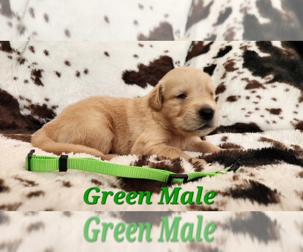 Medium Photo #2 Golden Retriever Puppy For Sale in CRAWFORDVILLE, FL, USA