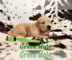 Small #1 Golden Retriever
