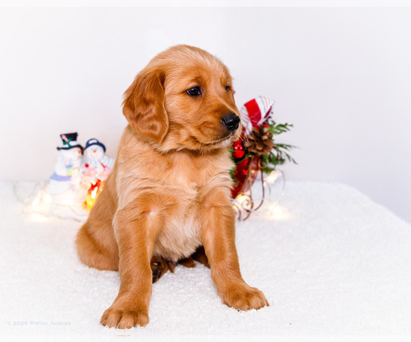 Medium Photo #6 Golden Retriever Puppy For Sale in WAKARUSA, IN, USA