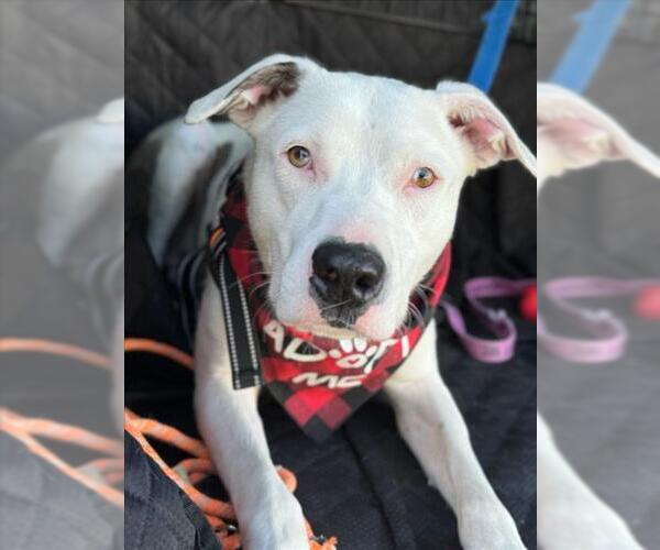 Medium Photo #2 Australian Shepherd-German Shepherd Dog Mix Puppy For Sale in Woodland, CA, USA