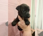 Puppy Frenchfry Boxer-Chinese Shar-Pei Mix