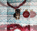 Puppy Holly Yorkshire Terrier