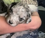 Small Photo #5 Aussiedoodle Puppy For Sale in MUNFORDVILLE, KY, USA