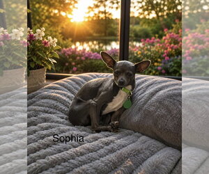 Chihuahua-Unknown Mix Dogs for adoption in Colorado Springs, CO, USA