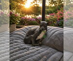 Small Chihuahua Mix