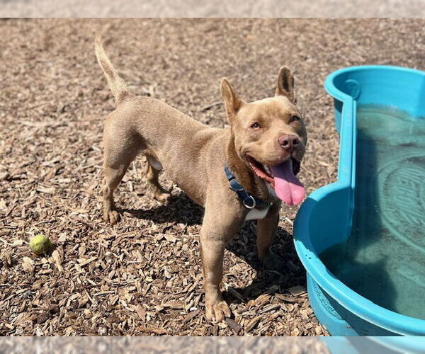 Medium Photo #4 French Bulldog-Staffordshire Bull Terrier Mix Puppy For Sale in Santa Cruz, CA, USA