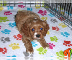 Small Photo #11 Cocker Spaniel-Poodle (Miniature) Mix Puppy For Sale in ORO VALLEY, AZ, USA