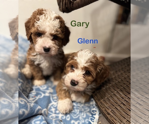 Medium Photo #2 Bernedoodle (Miniature) Puppy For Sale in PAXTON, IL, USA