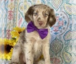 Small Photo #3 Aussiedoodle Puppy For Sale in LANCASTER, PA, USA