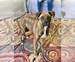 Small #4 Boxer