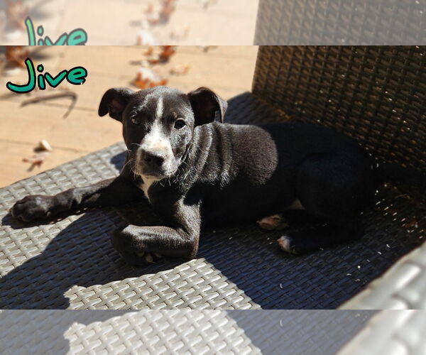 Medium Photo #1 Pointer-Unknown Mix Puppy For Sale in Woodbury, NY, USA