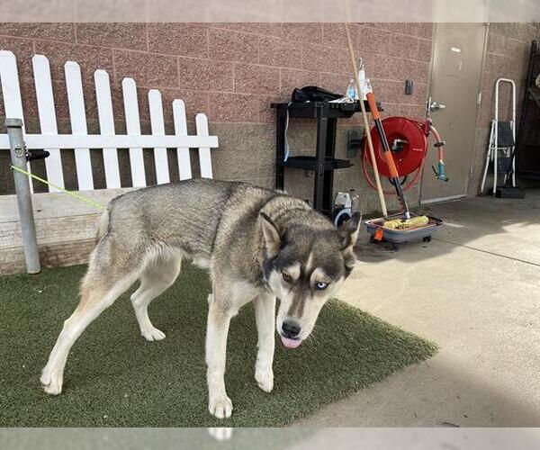 Medium Photo #1 Siberian Husky Puppy For Sale in Modesto, CA, USA