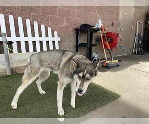 Siberian Husky Dogs for adoption in Modesto, CA, USA