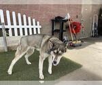 Small Siberian Husky