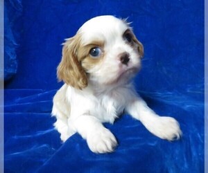 Cavalier King Charles Spaniel Puppy for sale in NORWOOD, MO, USA