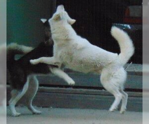 Blossom - Female Siberian Husky Dog for Adoption - Photo #4