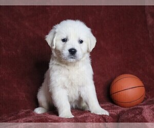 English Cream Golden Retriever Puppy for sale in FREDERICKSBG, OH, USA