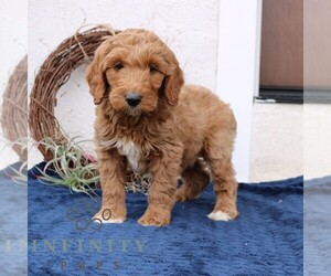 Goldendoodle (Miniature) Puppy for sale in NARVON, PA, USA