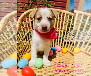 German Shepherd Dog-Miniature Australian Shepherd Mix Dog for Adoption in MANSFIELD, Texas USA