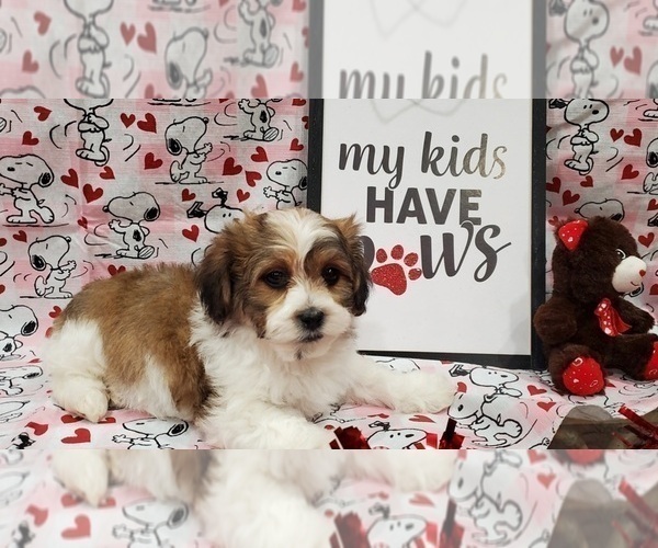 Medium Photo #1 Mal-Shi Puppy For Sale in ZILLAH, WA, USA