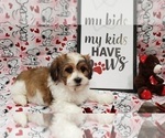 Small Photo #1 Mal-Shi Puppy For Sale in ZILLAH, WA, USA